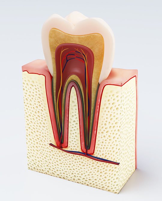 root canal treatment warrnambool